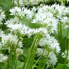 Attēlu rezultāti vaicājumam “Allium ursinum flower”