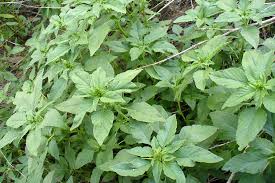 Attēlu rezultāti vaicājumam “Amaranthus retroflexus leaf”