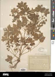 Attēlu rezultāti vaicājumam “Geranium bohemicum fruit”