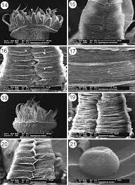 Attēlu rezultāti vaicājumam “Hygrohypnum luridum sporophyte”