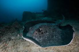 Image result for Bathytoshia centroura