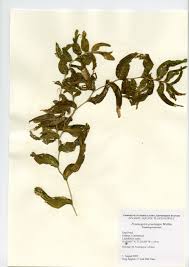 Attēlu rezultāti vaicājumam “Potamogeton praelongus”