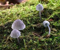 Attēlu rezultāti vaicājumam “Mycena pseudocorticola”