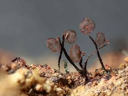 Attēlu rezultāti vaicājumam “Comatricha nigra young”