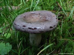 Attēlu rezultāti vaicājumam “Lactarius”