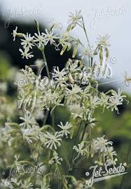 Attēlu rezultāti vaicājumam “Silene nutans flower”