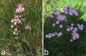 Image result for Centaurium erythraea