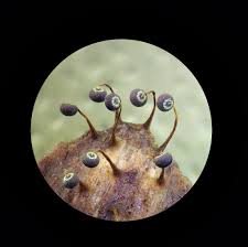 Attēlu rezultāti vaicājumam “Physarum flavicomum stalked”