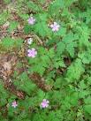 Herb Robert (Geranium robertianum), Harewarren - via Daymix