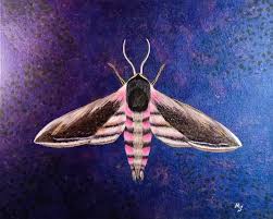 Attēlu rezultāti vaicājumam “Sphinx ligustri”