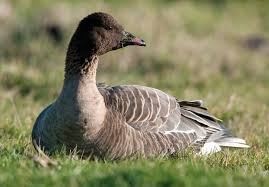 Attēlu rezultāti vaicājumam “Anser brachyrhynchus adult”