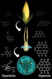 Attēlu rezultāti vaicājumam “Hypericum perforatum bud”