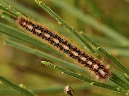 Attēlu rezultāti vaicājumam “Lasiocampa quercus imago”