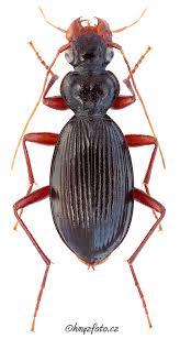 Attēlu rezultāti vaicājumam “Leistus ferrugineus”