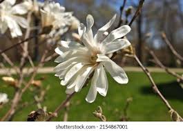 Attēlu rezultāti vaicājumam “Magnolia x loebneri flower”