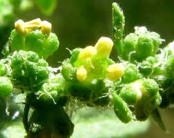 Image result for Chenopodium ambrosioides