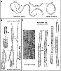 Attēlu rezultāti vaicājumam “Nostoc pruniforme macro”