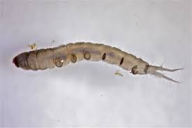 Attēlu rezultāti vaicājumam “Tipulidae larva”