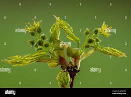 Attēlu rezultāti vaicājumam “Acer campestre flower”