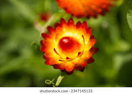 Attēlu rezultāti vaicājumam “Helichrysum arenarium flower”