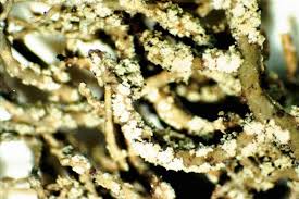 Attēlu rezultāti vaicājumam “Usnea hirta”