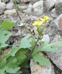 Attēlu rezultāti vaicājumam “Diplotaxis muralis”