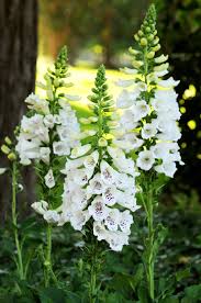 Attēlu rezultāti vaicājumam “Digitalis purpurea”
