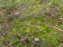 Attēlu rezultāti vaicājumam “Atrichum flavisetum”