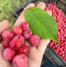 Attēlu rezultāti vaicājumam “Prunus (plum-tree) fruit”