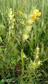 Attēlu rezultāti vaicājumam “Rhinanthus serotinus”