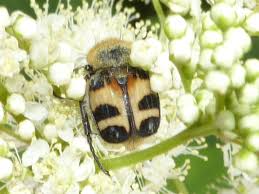 Attēlu rezultāti vaicājumam “Trichius fasciatus”