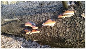 Attēlu rezultāti vaicājumam “Fomitopsis pinicola”