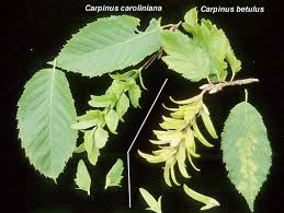 Attēlu rezultāti vaicājumam “Carpinus betulus female flower”