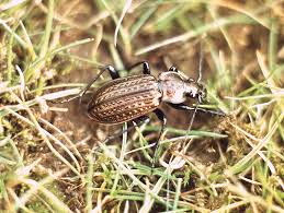 Attēlu rezultāti vaicājumam “Carabus granulatus”