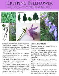 Attēlu rezultāti vaicājumam “Campanula rapunculoides leaf”
