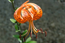 Attēlu rezultāti vaicājumam “Lilium lancifolium bud”