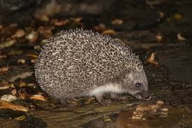 Attēlu rezultāti vaicājumam “Erinaceus sp.”