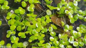 Attēlu rezultāti vaicājumam “Lemna gibba”