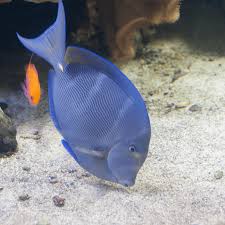 Image result for Acanthurus coeruleus