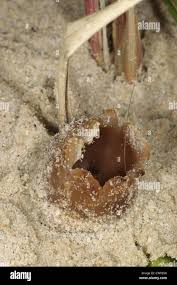 Attēlu rezultāti vaicājumam “Peziza ammophila”