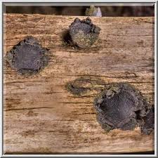 Attēlu rezultāti vaicājumam “Biscogniauxia repanda”