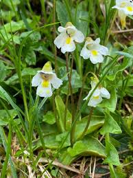 Attēlu rezultāti vaicājumam “Pinguicula alpina”