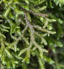 Attēlu rezultāti vaicājumam “Porella cordaeana”