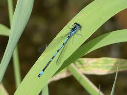 Attēlu rezultāti vaicājumam “Coenagrion pulchellum male”