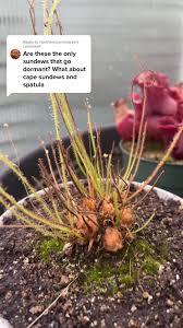 Attēlu rezultāti vaicājumam “Diderma roanense stalked”