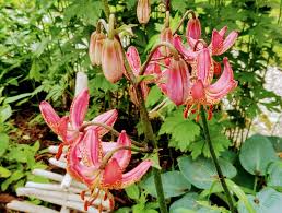 Image result for Lilium martagon `Manitoba Fox`