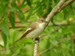 Attēlu rezultāti vaicājumam “Ficedula hypoleuca”