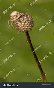 Attēlu rezultāti vaicājumam “Xysticus bifasciatus”