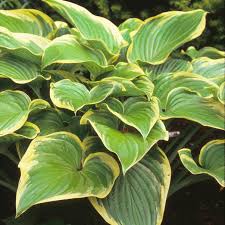 Attēlu rezultāti vaicājumam “Hosta sp.”