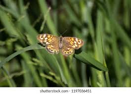 Attēlu rezultāti vaicājumam “Boloria eunomia”